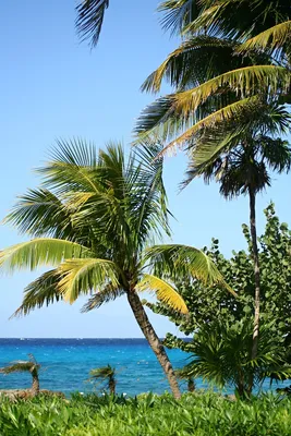 Пляж с пальмами на нем | Премиум Фото