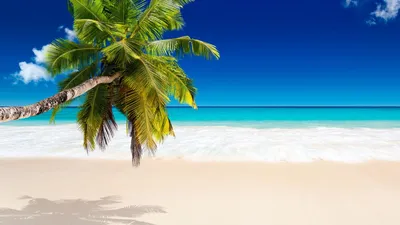 Фото пляжа и пальм · Бесплатные стоковые фото