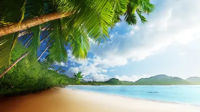 пляж окружен пальмами и причалом, картина флорида ключи фон картинки и Фото  для бесплатной загрузки