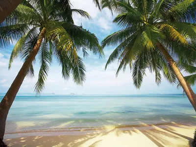 Тропический пляж с пальмами - 52 фото