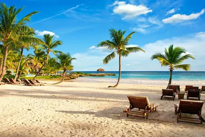 Обои пляж, тропическая зона, Пальма, Карибский бассейн, море - картинка на  рабочий стол и фото бесплатно