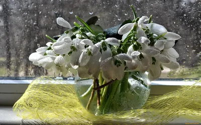 нежные подснежники Скачать обои Подснежники на рабочий стол. . Картинки  Подснежники - Страница 2 #yandeximages | Цветок, Цветы, Весна