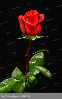 Красная роза на черном фоне. Stock Photo | Adobe Stock