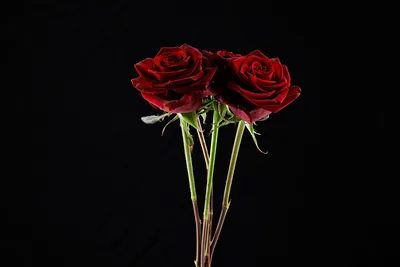 Банк Обоев: обои Красная роза на черном фоне, фото - Обои для рабочего  стола Красная роза на черном фоне фото -… | Red rose pictures, Beautiful  red roses, Red roses