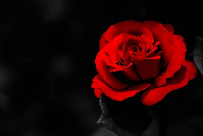 красная роза в дыму на черном фоне Стоковое Изображение - изображение  насчитывающей день, романско: 247606761