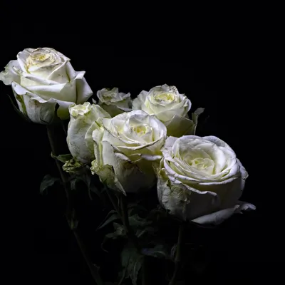 Фотография Розы Цветы на черном фоне 5096x3397