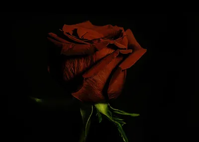 Фотообои \"Красная роза в капельках росы на черном фоне\" - Арт. 170364 |  Купить в интернет-магазине Уютная стена