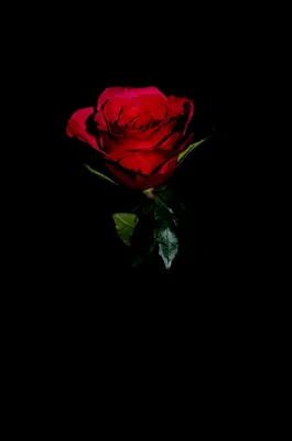 Фотообои \"Дым и красная роза на чёрном фоне\" - Арт. 170046 | Купить в  интернет-магазине Уютная стена