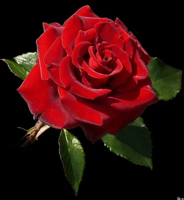 Фотографии букет роза Красный цветок на черном фоне