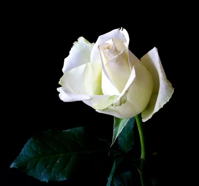 Белая роза на черном фоне - 68 фото