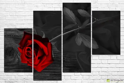 Белая роза на черном фоне · Бесплатные стоковые фото