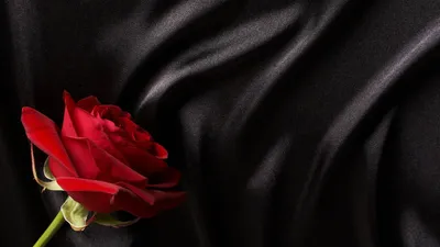 Розовая роза, роза на черном фоне Обои 1024x768 XGA