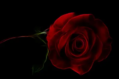 картина оранжевой розы на черном фоне, розы картинки с цветами фон картинки  и Фото для бесплатной загрузки