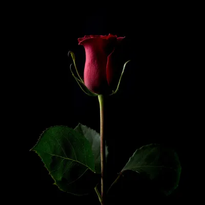 Красная Роза на чёрном фоне - обои на рабочий стол