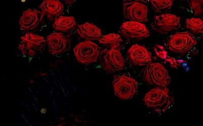 Фотообои Розовая роза на черном фоне купить в Москве, Арт. 10-323 в  интернет-магазине, цены в Мастерфресок