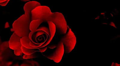 Красная роза на черном фоне - 65 фото