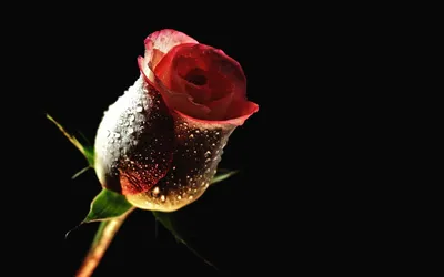 Красивая Красная Роза Черном Фоне стоковое фото ©Wirestock 552822480