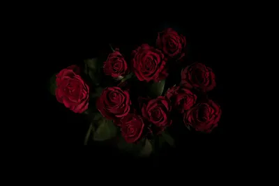 Фото роза красные Цветы Черный фон