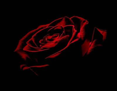Красная роза на черном фоне обои - фото и картинки: 68 штук
