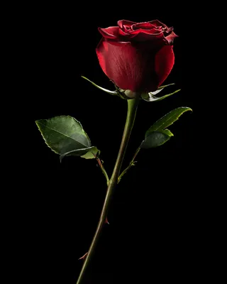 Красная роза на черном фоне (57 фото) | Розы, Красная роза, Красные розы