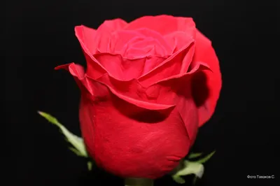 Красные розы на черном фоне Stock Photo | Adobe Stock