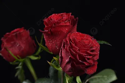Одна Красная Роза На Черном Фоне Стоковые Фотографии | FreeImages
