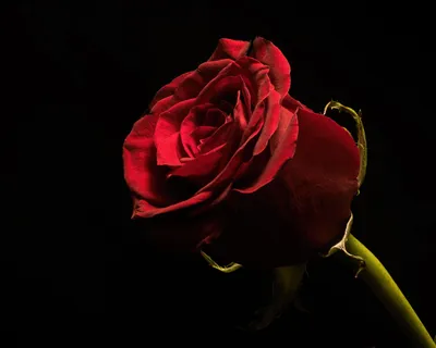 Фото розы на черном фоне