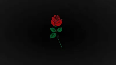 Красная роза на черном фоне. Макротип. Стоковое Изображение - изображение  насчитывающей торжество, цвет: 201050989