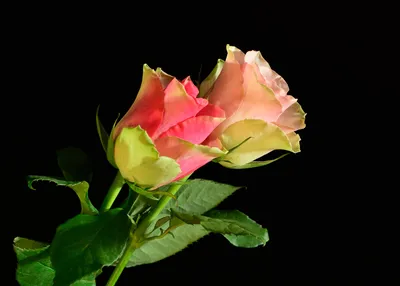 Роза на черном фоне — Фото №223151