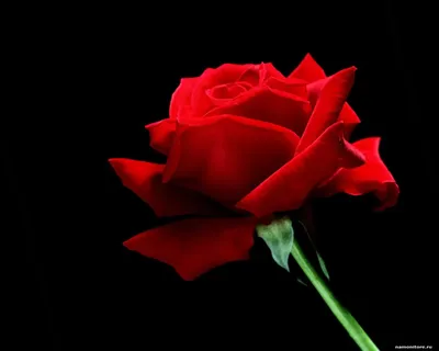 Розовая роза, роза на черном фоне Обои 2560x1600 WQXGA