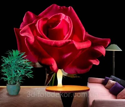 Три красных розы на черном фоне крупным планом И картинка для бесплатной  загрузки - Pngtree
