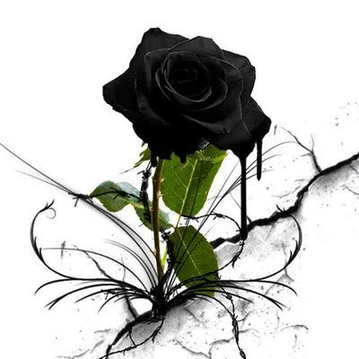 Белая роза на черном фоне рисунок (49 фото) » рисунки для срисовки на  Газ-квас.ком