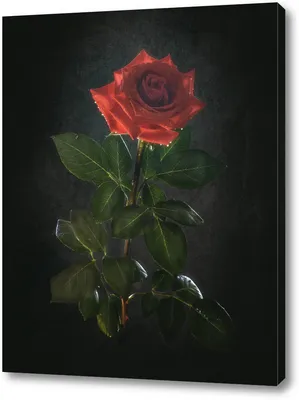 Картинка Красная роза на черном фоне » Розы картинки (255 фото) - Картинки  24 » Картинки 24 - скачать картинки бесплатно