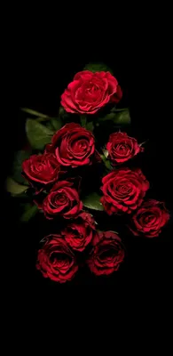 Красная роза на черном фоне изолированной темноте. Стоковое Изображение -  изображение насчитывающей бобра, привязанность: 174014897