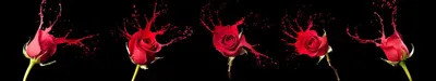 Красивые красные розы на черном фоне розовой яркий контраст очень плакаты  на стену • плакаты облака, ткань, модный | myloview.ru