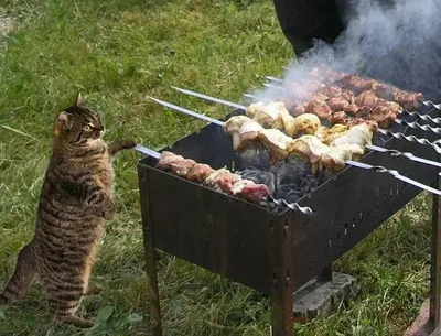 Меню из несложных блюд на пикник: от закуски к шашлыку