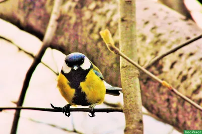 Обои синица, птица, ветка, размытие, дикая природа, желтый, синий картинки  на рабочий стол, фото скачать бесплатно