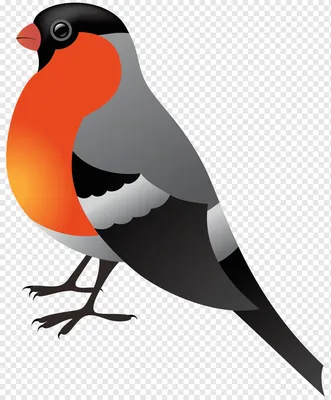 eurasian bullfinch birds Şakrak kuşu rowan pyrrhula png download - 720*1440  - Free Transparent Watercolor png Download. - CleanPNG / KissPNG