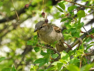 Полевой воробей (Passer montanus) на ветке барбариса (Berberis). Полевые  воробьи и большие синицы очень любят прятаться внутри куста… | Instagram