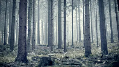 Обои лес 1920x1080 фото обои лесные пейзажи 1920x1080 HD wallpapers forest  скачать обои высокого качества