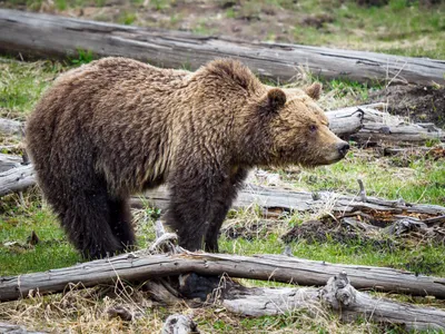 Review of the Olympus 150-400 F/4.5 TC1.25X Pro: The Pinnacle of Micro  Four-Thirds Wildlife Telephoto Lenses — Oxbow Photography