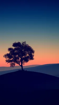 Tree Alone Dark Evening 4K HD Wallpapers | HD Wallpapers | ID #31741