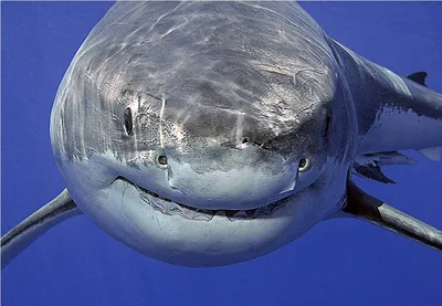 Большая белая акула (лат. Carcharodon carcharias) – Интересные животные