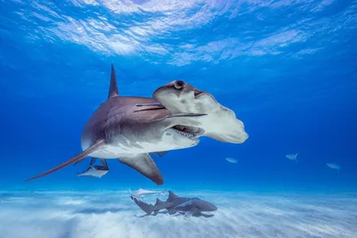 Китовая акула – крупнейший вид акул, который не представляет угрозы людям -  Окружающий мир для любознательных | Некоммерческий учебно-познавательный  интернет-портал Зоогалактика