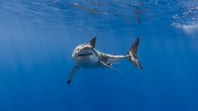 Большая белая акула Тигровая акула Морская биология Реквием акулы, акула,  белый, морские млекопитающие, млекопитающие png | Klipartz