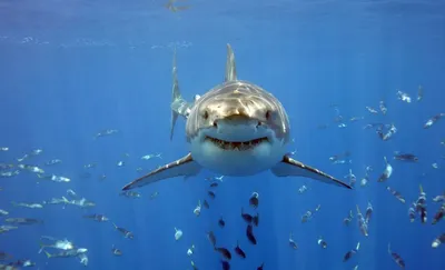 Большая белая акула Тигровая акула Хрящевые рыбы Акула Челюсти, свежий рот,  животное, морда, атака акулы png | Klipartz