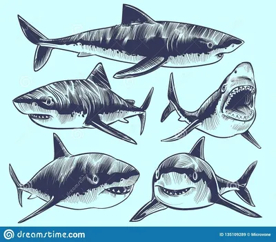 Картинки акула из моря (64 фото) » Картинки и статусы про окружающий мир  вокруг