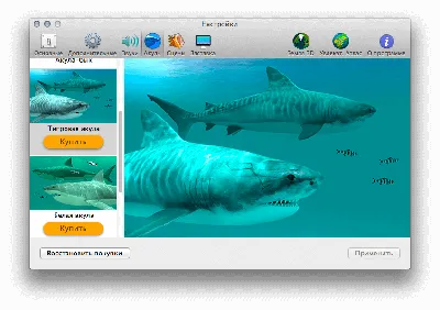 Тигровая акула Реквием акулы, акула, животные, тигр, биология png | Klipartz