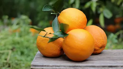 Обои апельсины, фрукты, цитрус, урожай картинки на рабочий стол, фото  скачать бесплатно