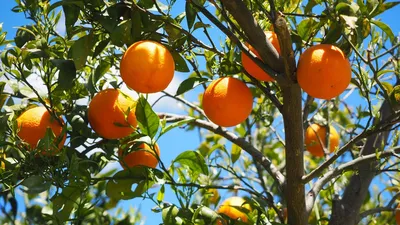 Обои апельсины, фрукты, апельсиновое дерево, цитрусы картинки на рабочий  стол, фото скачать бесплатно